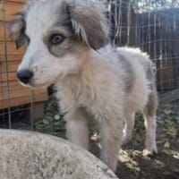 Max 34 cm Nov 25) Pflegestelle, Hund zur Adoption