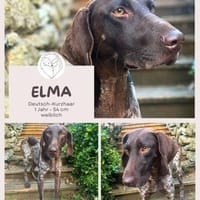Elma - Goldstück sucht ihre Menschen, Hündin zur Adoption