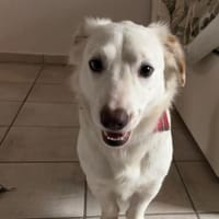 Kuschelexpertin Chewy sucht ihr Zuhause, Hündin zur Adoption