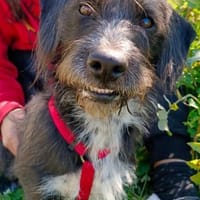 Nutella - süß wie Schokolade, Hündin zur Adoption