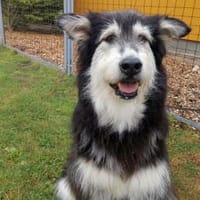 Ciccio-wartet auf Pflegestelle in Berlin, Hund zur Adoption