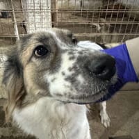 Besonderer George ❤🐾 stellt sich vor, Hund zur Adoption