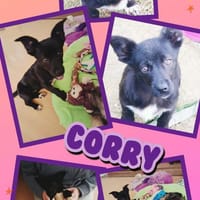 Corry wartet in Obertrubach!, Hündin zur Adoption