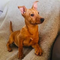 Acho ein kleiner Dackel/Pinschermix, Hund zur Adoption