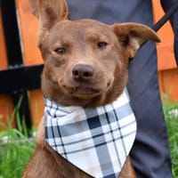 Matysek wartet ab Januar in Neumünster, Hund zur Adoption