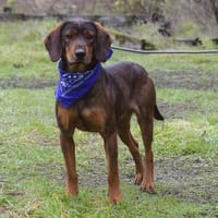 Gustav wartet ab Januar in Hamburg!, Hund zur Adoption