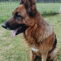 Ari - Deutscher Schäferhund, Hund zur Adoption