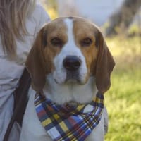 Bumbi wartet ab Januar in Hamburg!, Hund zur Adoption