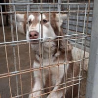 Oreo wartet ab Januar südlich von HH, Hund zur Adoption