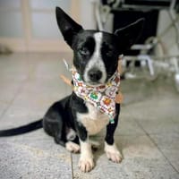 Anatoli wartet auf Pflegestelle in HH!, Hund zur Adoption