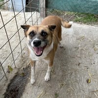 DAFNE ❤🐾die Liebenswürdigkeit auf 4 🐾, Hündin zur Adoption