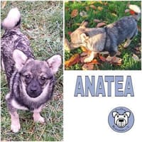 ANATEA -Rundum tolle Junghündin-, Hündin zur Adoption