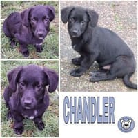 CHANDLER -Rundum toller Junghund-, Hund zur Adoption