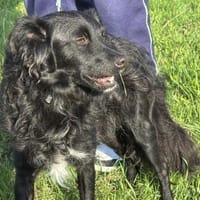 Bella das Wusel-Gusel, Hündin zur Adoption