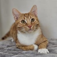 JUSTUS - geb. 05/2023 - mk, Kater zur Adoption