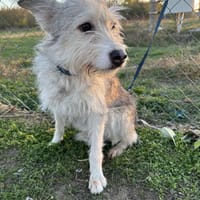 🐾❤. FRITZCHEN, 40/45 cm, Hund zur Adoption