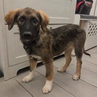 Dorle - wartet in 76287 Rheinstetten, Hündin zur Adoption