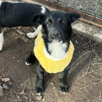 Süße Lucky möchte eine Familie, Hündin zur Adoption