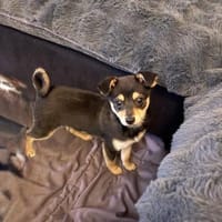 Zwerg Pinscher Mix Clyde, Hund zur Adoption