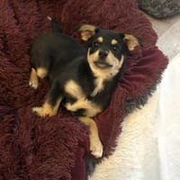Bonny ein verschmuster Pinschermix, Hund zur Adoption