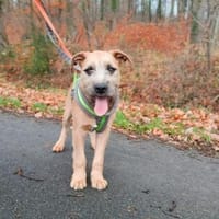 🐾 Kaspar sucht sein perfektes Match! 🏡, Hund zur Adoption