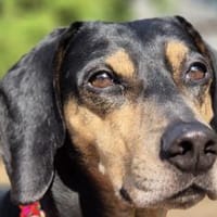 Bettina - wartet in 42859 Remscheid, Hündin zur Adoption