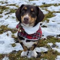 FERRIS - geb. 08/2024 - ca. 35cm/11kg, Hund zur Adoption