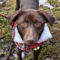 PHOEBE - geb. ca. 01/2025 - Labrador Mix, Hündin zur Adoption