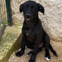 Petra im Tierheim Ransbach-Baumbach, Hündin zur Adoption