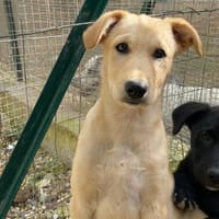 Priscilla im Tierheim Ransbach-Baumbach, Hündin zur Adoption