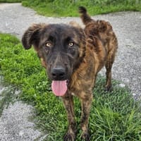 Billy in der Tierherberge Donzdorf, Hund zur Adoption