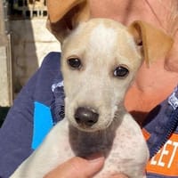 Ombretta im Tierheim Ransbach-Baumbach, Hündin zur Adoption