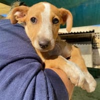 Oriana im Tierheim Ransbach-Baumbach, Hündin zur Adoption