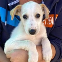 Otis im Tierheim Ransbach-Baumbach, Hund zur Adoption