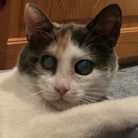 Stella Lucia, Katze zur Adoption