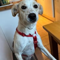 Morgana, Pflegestelle in Bayern, Hündin zur Adoption