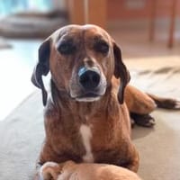 Romeo - wartet in 78315 Radolfzell, Hund zur Adoption