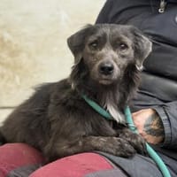 Fenyes Leo, Hund zur Adoption