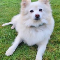 Roma sehnt sich nach Geborgenheit, Hündin zur Adoption