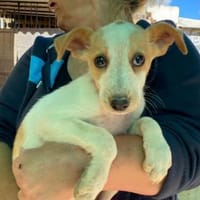 Orietta im Tierheim Ransbach-Baumbach, Hündin zur Adoption