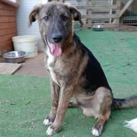 Belvino in der Tierherberge Donzdorf, Hund zur Adoption