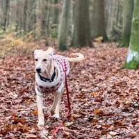 Nune, Hündin zur Adoption