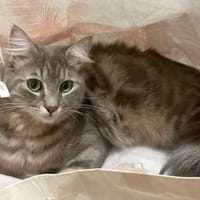 Bea freut sich auf ihr neues Zuhause, Katze zur Adoption