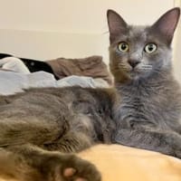 Belle sucht liebevolles Zuhause, Katze zur Adoption