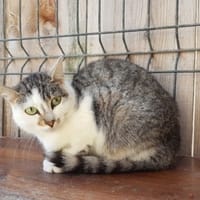 REINETTE, chatte à adopter