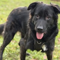 Phantôm CAA14428, chien à adopter
