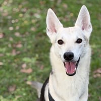 Yui CAA14429, chienne à adopter