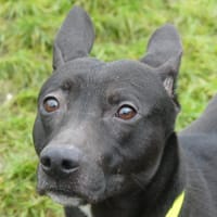 GANG, chien à adopter