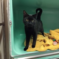 candy pab28354, chatte à adopter