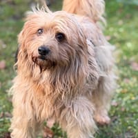 Lucky CAA14427, chien à adopter